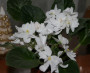 dimetris.ru:цветы:s.sorano:mothers_devotion_2.jpg