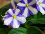 dimetris.ru:цветы:s.sorano:sugar_n_spice_2.jpg