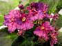 dimetris.ru:цветы:s.williams:suncoast_corall_rush.jpg