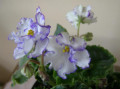 dimetris.ru:цветы:s.williams:suncoast_offchore_seabreeze.jpg