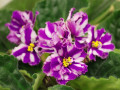 dimetris.ru:цветы:s.williams:suncoast_peppermint_kathy.jpg