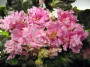 dimetris.ru:цветы:s.williams:suncoast_ruffled_delight_2.jpg