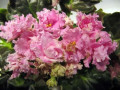 dimetris.ru:цветы:s.williams:suncoast_ruffled_delight_2.jpg