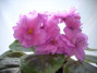 dimetris.ru:цветы:s.williams:suncoast_secret_fantasy.jpg