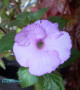 dimetris.ru:цветы:serge_saliba_2010:ever.jpg