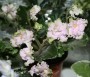dimetris.ru:цветы:sorano:ancient_lace_2.jpg