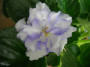 dimetris.ru:цветы:sorano:beachcomber.jpg