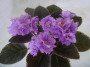 dimetris.ru:цветы:sorano:blue_tapestry.jpg