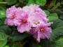 dimetris.ru:цветы:sorano:blushing_fantasy.jpg