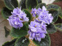 dimetris.ru:цветы:sorano:caribbean_blue.jpg