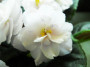 dimetris.ru:цветы:sorano:double_dip_2.jpg
