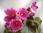 dimetris.ru:цветы:sorano:golden_rubies_2.jpg