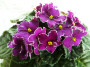 dimetris.ru:цветы:sorano:hello_sunshine.jpg
