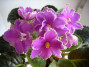 dimetris.ru:цветы:sorano:isy_sunset.jpg
