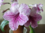 dimetris.ru:цветы:sorano:llg:orchid_lace_2.jpg