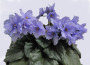 dimetris.ru:цветы:sorano:lyons_blue_mondey.jpg