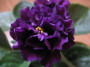 dimetris.ru:цветы:sorano:lyons_plum_pudding_2.jpg