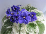dimetris.ru:цветы:sorano:midnight_romance.jpg