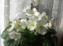 dimetris.ru:цветы:sorano:mommas_backhoe.jpg