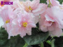 dimetris.ru:цветы:sorano:nancy_leigh.jpg