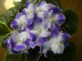dimetris.ru:цветы:sorano:park_ave_blue_2.jpg