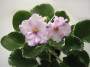dimetris.ru:цветы:sorano:pink_chablis.jpg