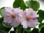 dimetris.ru:цветы:sorano:pink_chablis_2.jpg