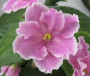dimetris.ru:цветы:sorano:pink_duchess.jpg