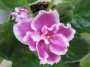 dimetris.ru:цветы:sorano:pink_duchess_2.jpg