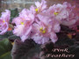 dimetris.ru:цветы:sorano:pink_feathers.jpg