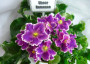 dimetris.ru:цветы:sorano:sheer_romance.jpg