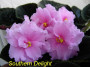 dimetris.ru:цветы:sorano:southern_delight.jpg