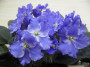 dimetris.ru:цветы:sorano:taffeta_blue.jpg