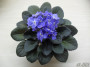 dimetris.ru:цветы:sorano:taffeta_blue_2.jpg