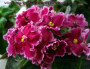 dimetris.ru:цветы:sorano:victorian_elegance.jpg