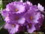dimetris.ru:цветы:stork:benediction_2.jpg