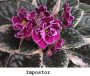 dimetris.ru:цветы:stork:impostor_2.jpg