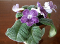 dimetris.ru:цветы:thompson:lavander_mist.jpg