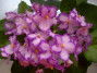 dimetris.ru:цветы:townsend:rds_illusion.jpg