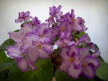 dimetris.ru:цветы:townsend:rds_illusion_2.jpg