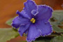 dimetris.ru:цветы:townsend:rds_kerryn.jpg