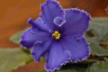 dimetris.ru:цветы:townsend:rds_kerryn.jpg