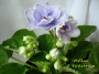 dimetris.ru:цветы:volkmann:blue_victoria_2.jpg