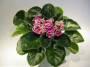 dimetris.ru:цветы:volkmann:jeanette_2.jpg