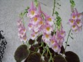 gesneriaceae:smithiantha1.jpg