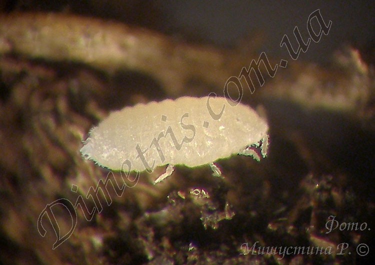 rhizoecus_sp_10.jpg