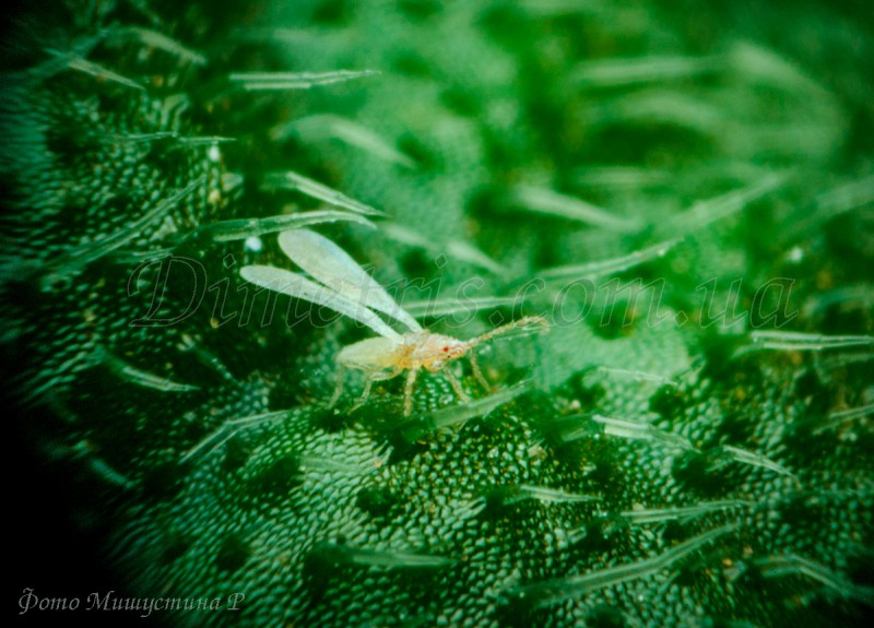 Корневой червец Rhizoecus sp