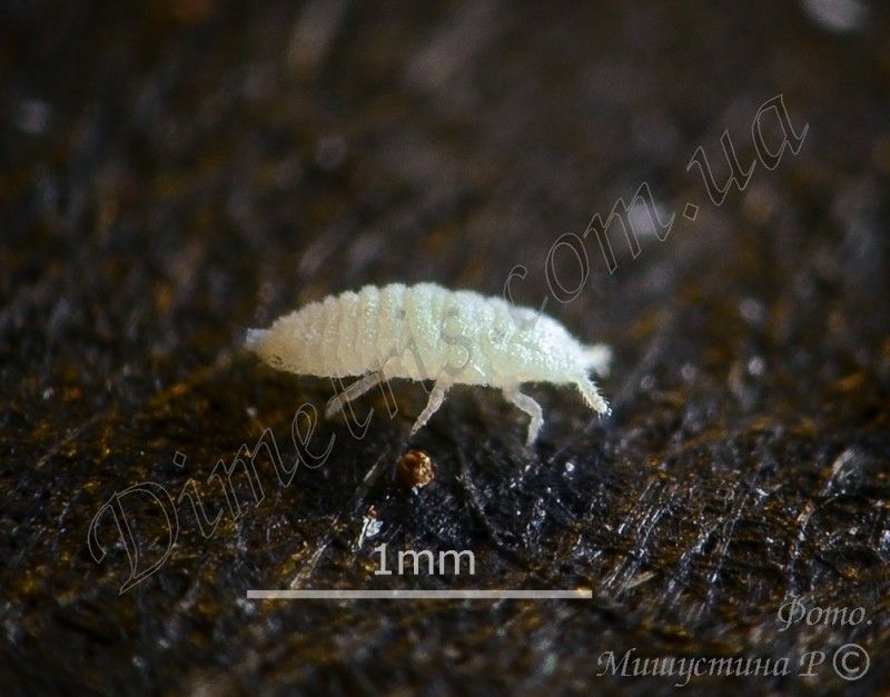 Корневой червец Rhizoecus sp