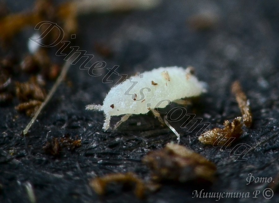 Корневой червец Rhizoecus sp