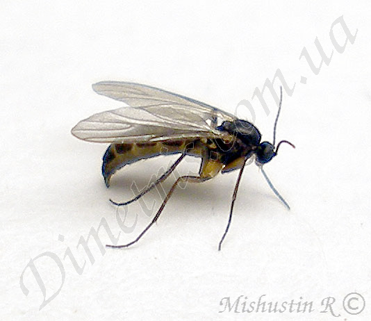 Грибные комарики - Сциариды (Sciaridae)